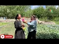 Download Lagu Stanzin Lamo  from Phey speaks up on farming ,urges youth to embrace agriculture in ladakh