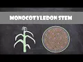 Monocot Stem Structure and Function Plant Biology