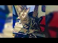Steve Miller Band x Eminem - Houdini's Abracadabra (O's 2025 Mix)