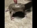 Download Lagu Katak dengan suara terlucu