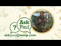 Ask Paul How To Prune A Panicle Hydrangea