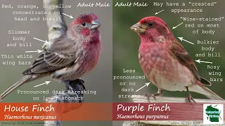 Download ID Tips: Purple Finch vs. House Finch MP3