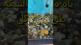 ياه ه ه ه دي السكه طويله بشكل سمك زينة حلزون أسماك زينة افيهات نهفات 