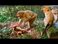 Newborn baby monkey fell from a mountain while playing happily