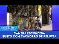 Download Lagu Susto com Cachorro de Pelúcia | Câmeras Escondidas (21/06/23)