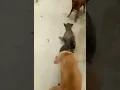 Download Lagu Anjing kawin di keroyok