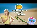 Praying Mantis Facts