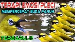 Download MASTERAN PLECI BUKA PARUH MP3