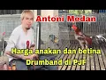 Lagu 🔴Live Antoni Medan, Harga anakan dan indukan Drumband di Putra Jaya Farm.