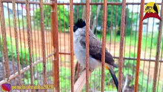 memasterkan kutilang dialam pelatuk dan prenjak pun datang menyumbangkan suaranya hf 0095