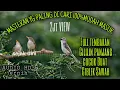 Download Lagu Masteran Ciblek Sawah Isian Cililin Panjang||Suara Jernih Bersih ||Sangat Cocok Buat Masteran Ciwah