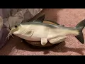 Gemmy - Cool Catfish Bad To The Bone All Phrases