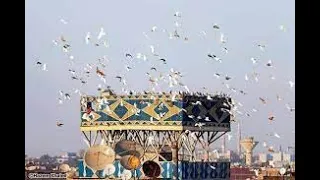 مهرجان الحمام        المهرجان اللي مكسر التيك توك   رفعنا غيه       غناء ناصر فاتله  عفيفي بيه      دندنها