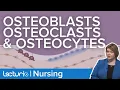 Osteoblasts Osteoclasts and Osteocytes What Do They Do Gerontology Nursing
