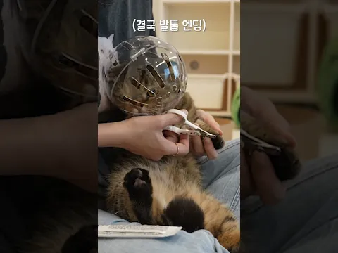 고양이가 우주(?)에 가면 생기는 일