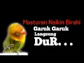 Masteran Jebol Birahi Jantan. ||Garuk Garuk Langsung Dur