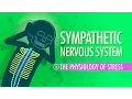 Sympathisch zenuwstelsel: spoedcursus anatomie en fysiologie #14