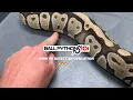 HOW TO KNOW IF YOUR BALL PYTHON IS OVULATING