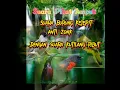 Download Lagu Suara Pikat Ampuh Burung Kejepit anti Zonk untuk semua jenis burung