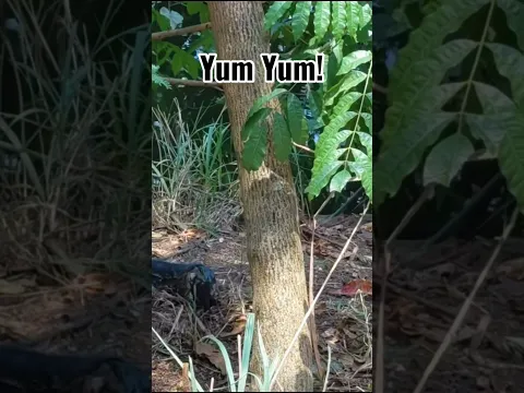 Early Lizard eats a Bird #monitorlizard #monitorlizards #sgwildlife