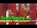 Download Lagu Suara Burung Pelanduk Topi ‼️ Burung Campeor