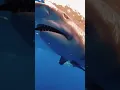 Download Lagu Shark food | satisfying shark move