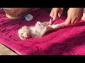 Download Lagu So Cute BB Mato Sleep Drying Under UV Morning After Clean Old Diaper
