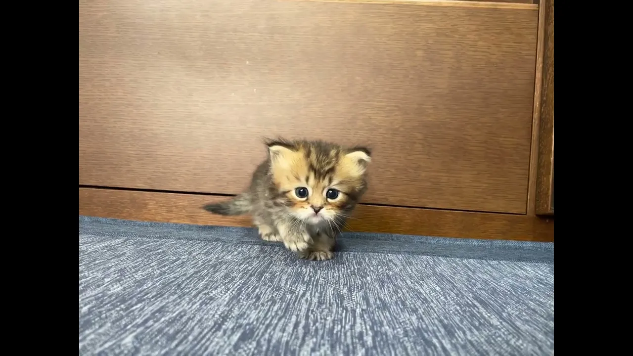 動画