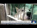 Over 70 pets adopted at Pasadena Humane event
