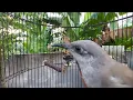 Download Lagu Pancingan Cucak Kombo Paud Agar Cepat Gacor. Burung cangklikan Gacor Full Isian