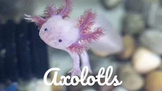 Relaxing Music For Stress Relief - Axolotls