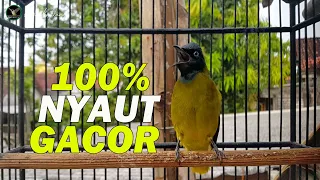 suara panggilan cucak kurincang gacor sangat bagus untuk memancing cucak kurincang bahan biar bunyi