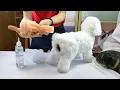 Pet supplier female sex dog toy girl dog sex cartoon toy plush pet female sex toy dog