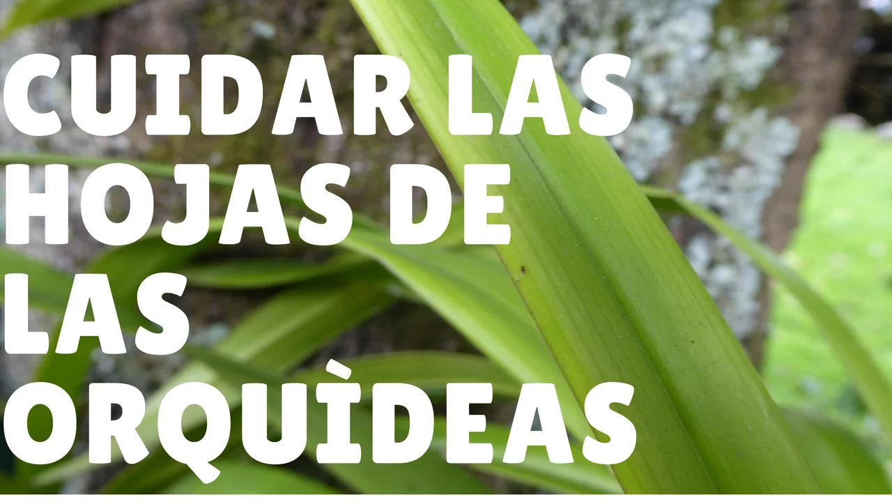CÓMO CUIDAR Y MANTENER LAS HOJAS DE LAS ORQUÍDEAS? ORQUIPLANET