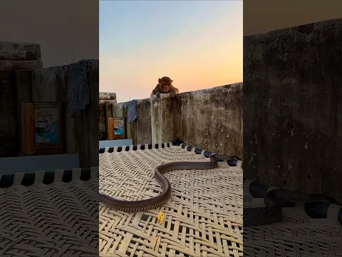 Banda Saap Ko Dekh Kar Bandar Bahut Jor Se Dar Jata Hai π± ll#minivlog #trending #shortsfeed