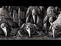 elchivo - Dead Tree