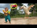 Download Lagu Monkey Bon kidnaps  duckling and runs away, making mother duck furious — with an unexpected ending!
