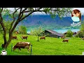 Download Lagu فيروزيات☕️الصباح في سويسرا🏞️أجواء ممطرة ☔️هادئه قرية إيسلتوالد|4K Rainy 🌧️walk Switzerland,Iseltwald