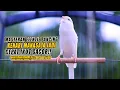 Download Lagu #99 Masteran Suara Burung Kenari Gacor Panjang cuit cuit Ngerol untuk Pancingan Kenari! S2