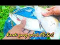 Download Lagu REZEKI BURI PENUH MISTERI! jika tak dicari tak datang sendiri