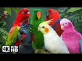 Lagu The Magical Parrots of Australia 🇦🇺 Relaxing Bird Sounds for Healing, Sleep \u0026 Stress Relief 🌿 4K UHD