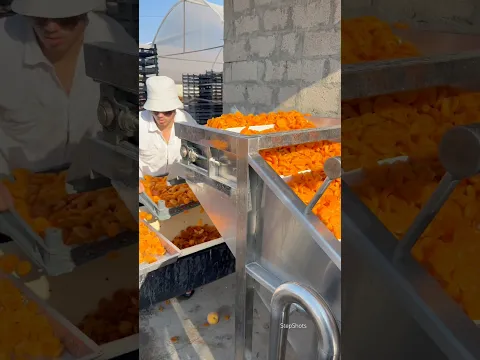 How Armenian dried apricot fruits are made -Arar Art company