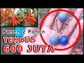 Download Lagu Bikin Shock, Panen 2 Pohon Tembus 600 JUTA (Pohon Uang Beneran Ada Cuy..$$$)