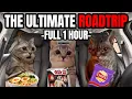 Cat Memes Roadtrip Compilation Full 1 Hour