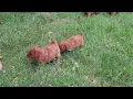 Mini Poodle Puppies For Sale