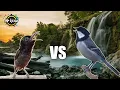 Download Lagu Masteran Hitz Burung Kicau ‼️ Tembakan Kolibri Ninja Vs Gelatik Batu