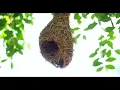 Nature’s Quiet Harmony 🐦 Soft Piano & Gentle Birds for Relaxation