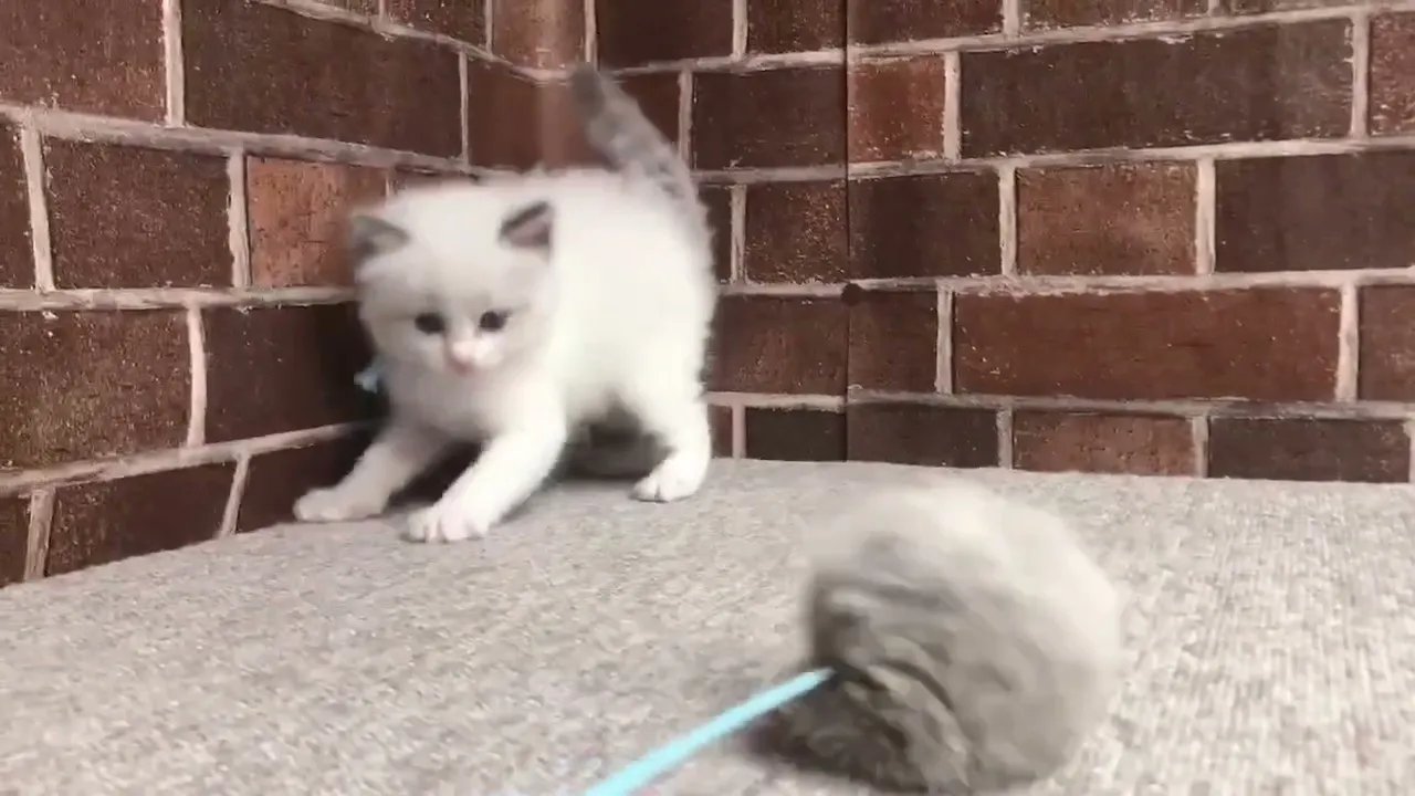 動画