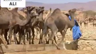 أفضل وأحسن هول صحراوي حساني 2019 