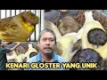 Download Lagu KENARI GLOSTER LOKAL UNIK